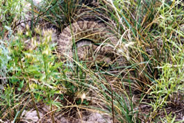 Prairie rattlesnake